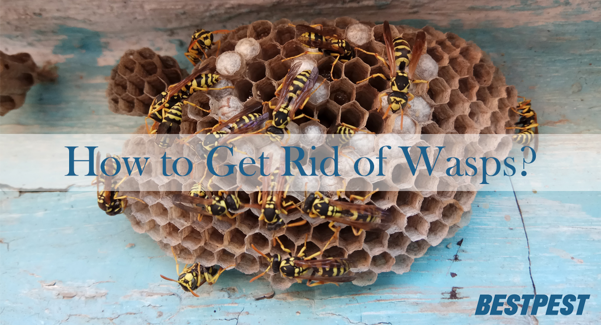 How to Get Rid of Wasps? - Say goodbye to Wasps